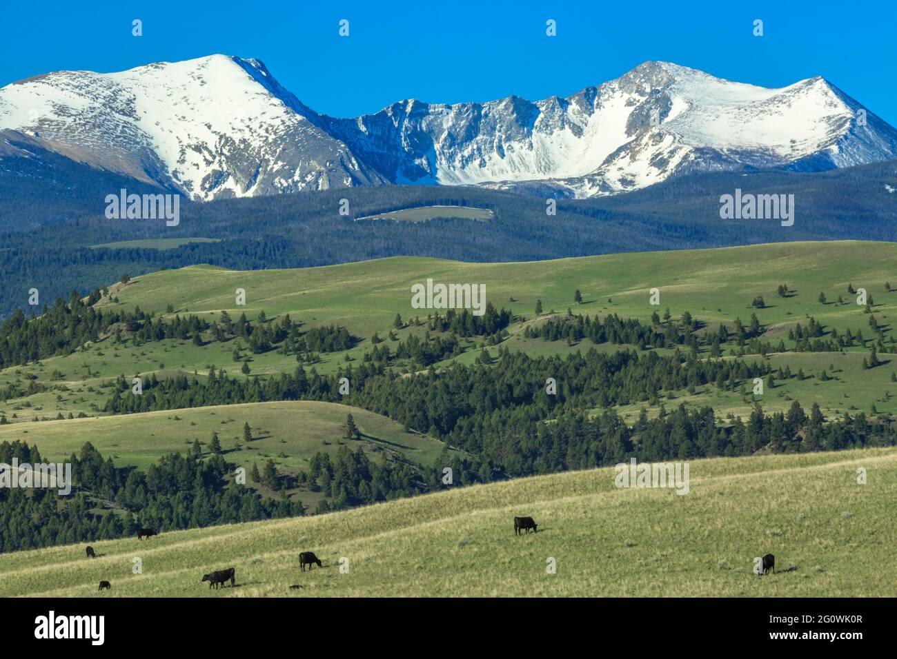 bestiame che pascolano ai piedi sotto la gamma di selce ruscello vicino guarnigione, montana Foto Stock