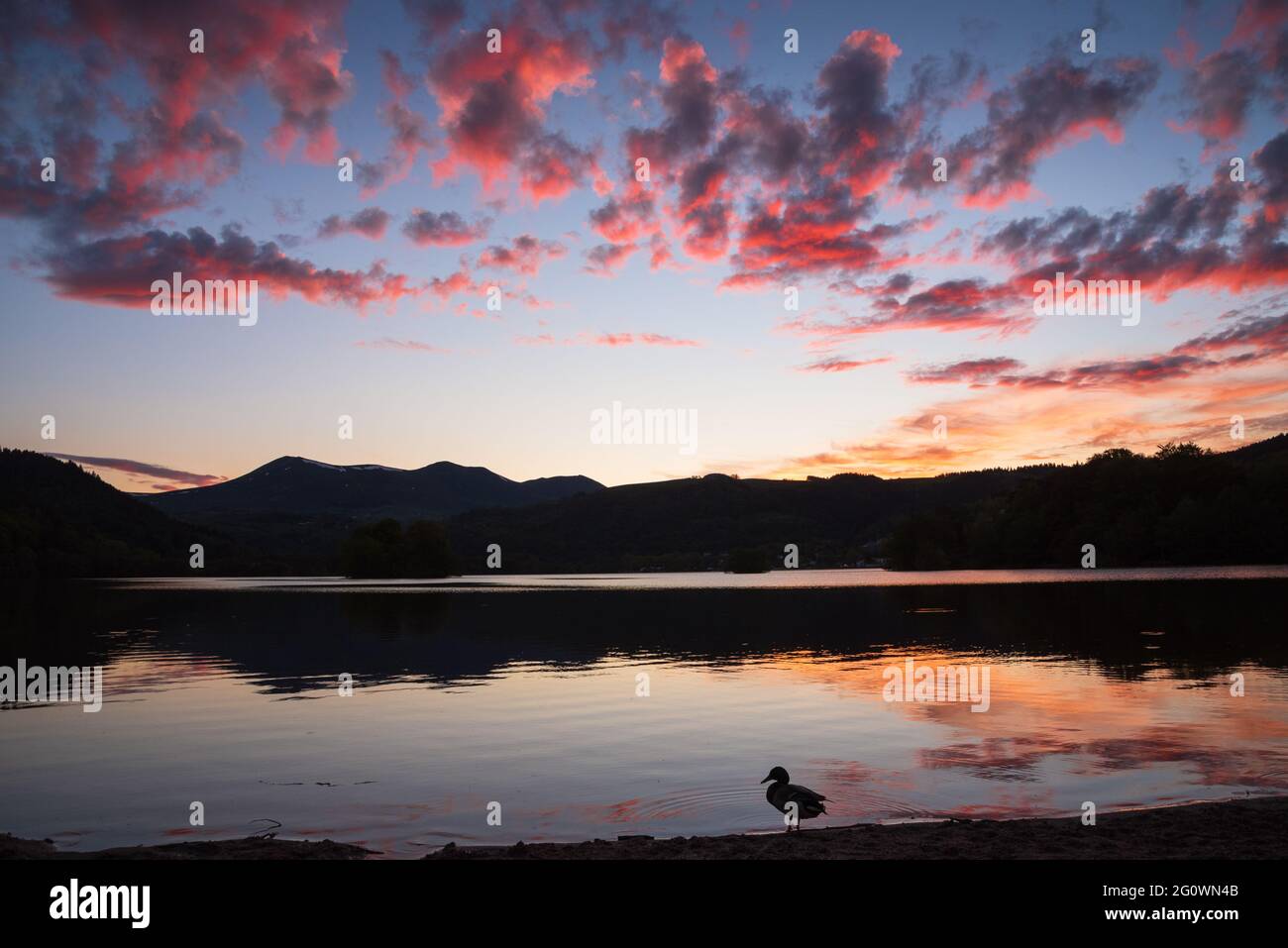 Tramonto al lago Chambon nel Parco Naturale Regionale dei Vulcani d'Alvernia, Francia. Silhouette d'anatra sulla riva Foto Stock