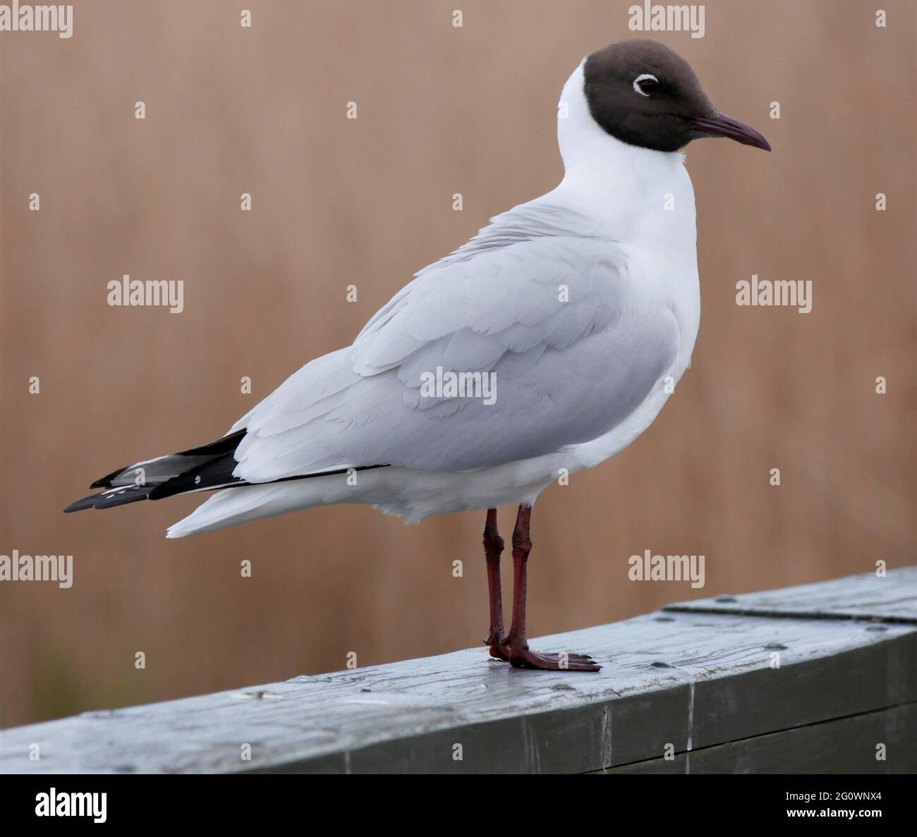 Gabbiano a testa nera - Chromicocephalus ridibundus in piedi su una trave di legno Foto Stock