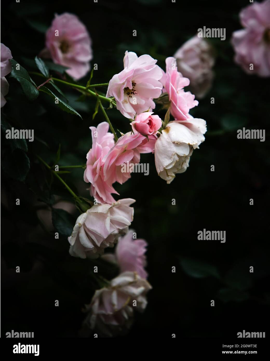 rosa rose da giardino con sfondo scuro. Foto Stock