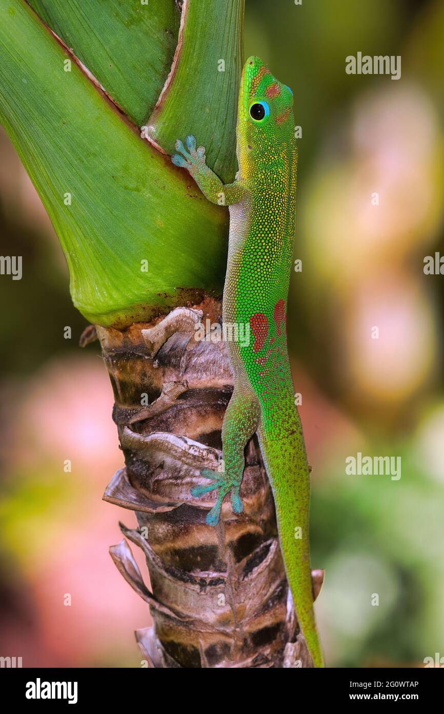 Gecko verde brillante della polvere d'oro che arrampica un'area su Maui. Foto Stock