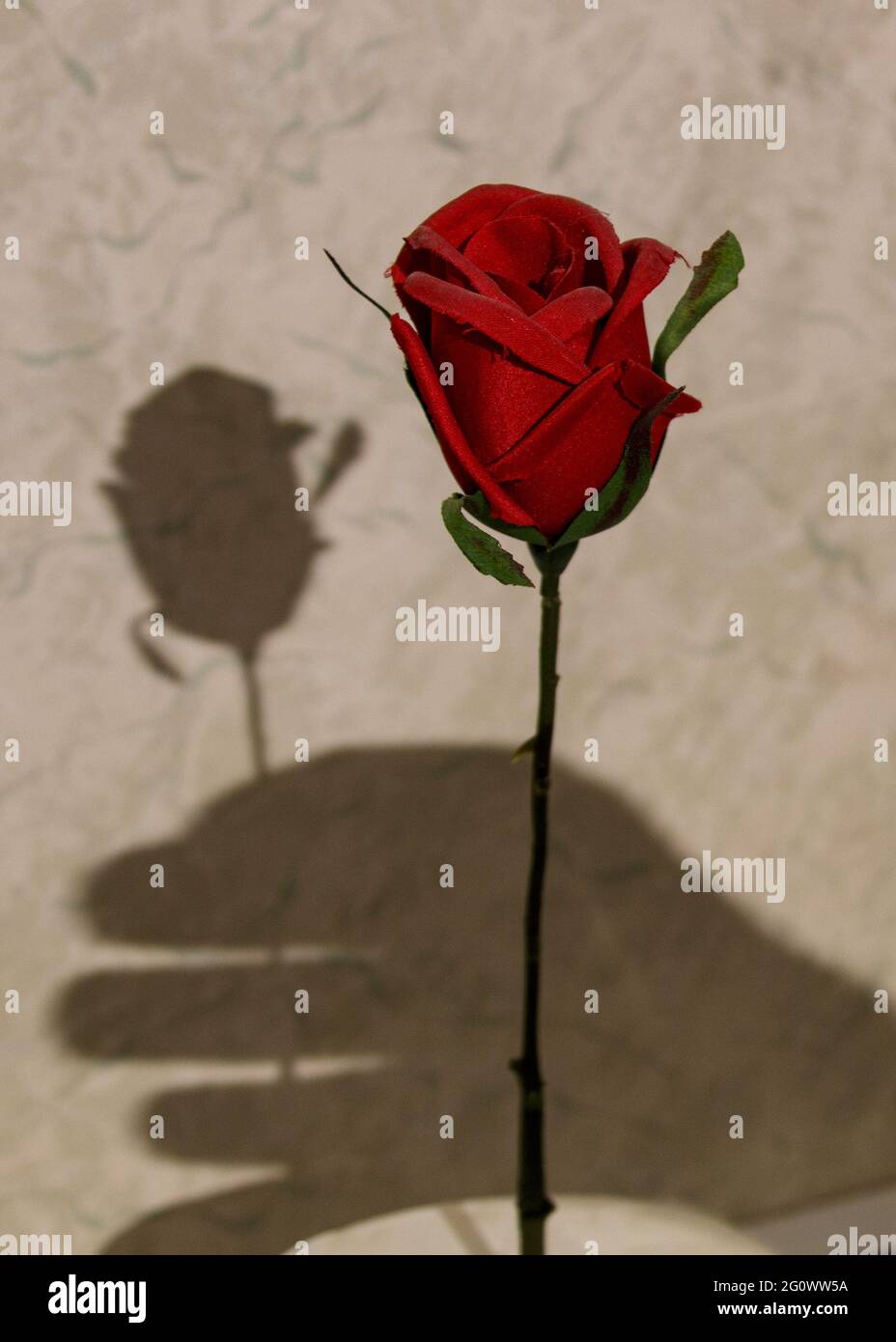 Una rosa per te il mio amore Foto stock - Alamy