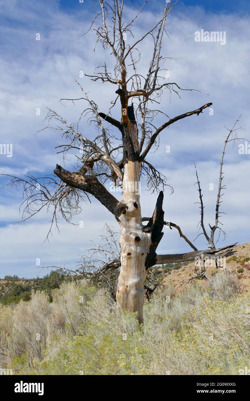 scheletro di un albero scavato dal fuoco Foto Stock