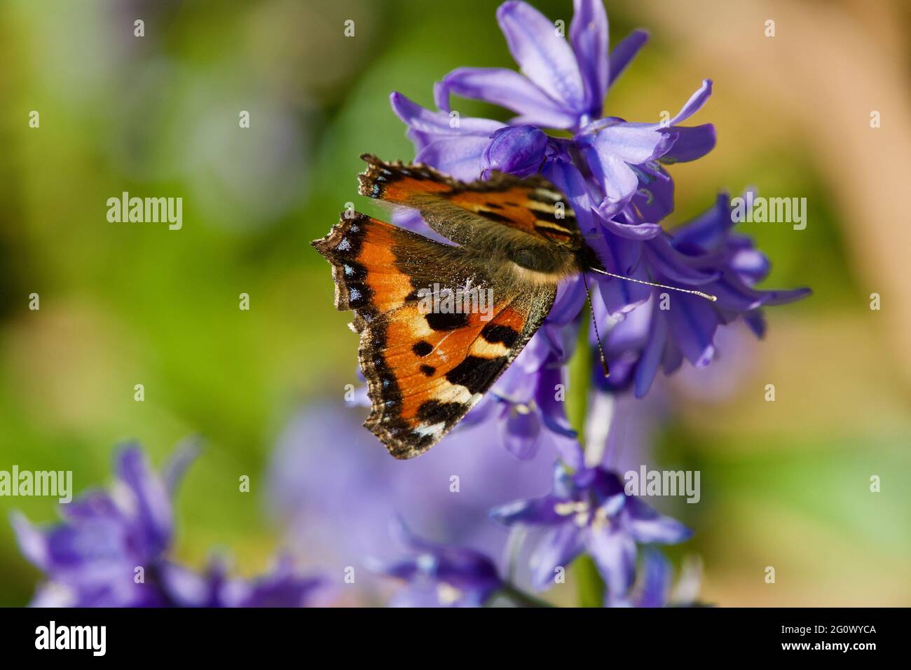 Piccola Tartaruga Butterfly Foto Stock
