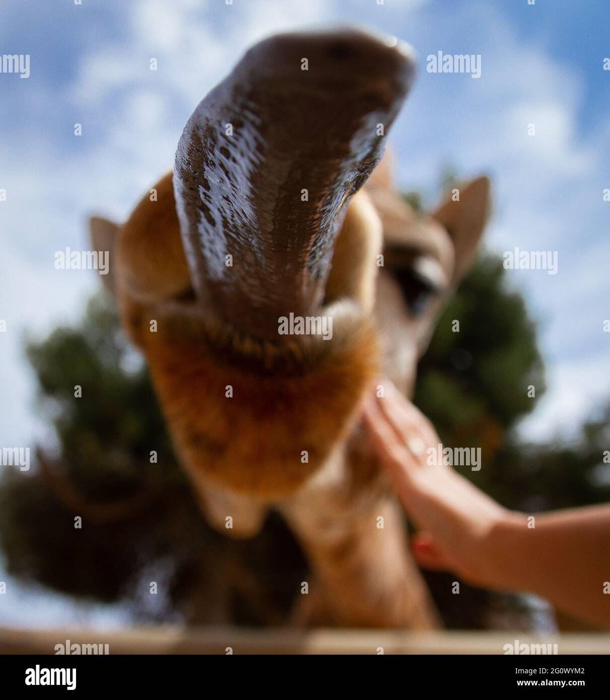 Messa a fuoco superficiale di una giraffa che si stacca fuori la sua lingua Foto Stock