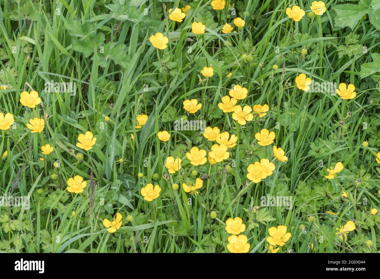 Cerotto di Buttercup / Ranunculus fiorito giallo si respina erbacce tra l'erba. Problema erbacce agricole invasive. Una volta usato come pianta medicinale. Foto Stock