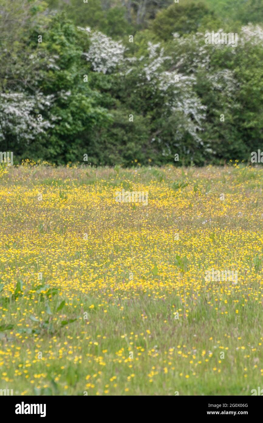 Massa di Buttercup fiorito giallo / Ranunculus si respina in pascolo prato. Problema erbacce agricole invasive. Una volta usato come pianta medicinale. Foto Stock