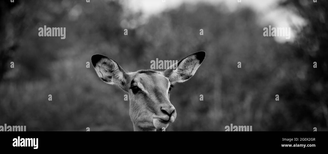 Antilope in un parco nazionale africano Foto Stock