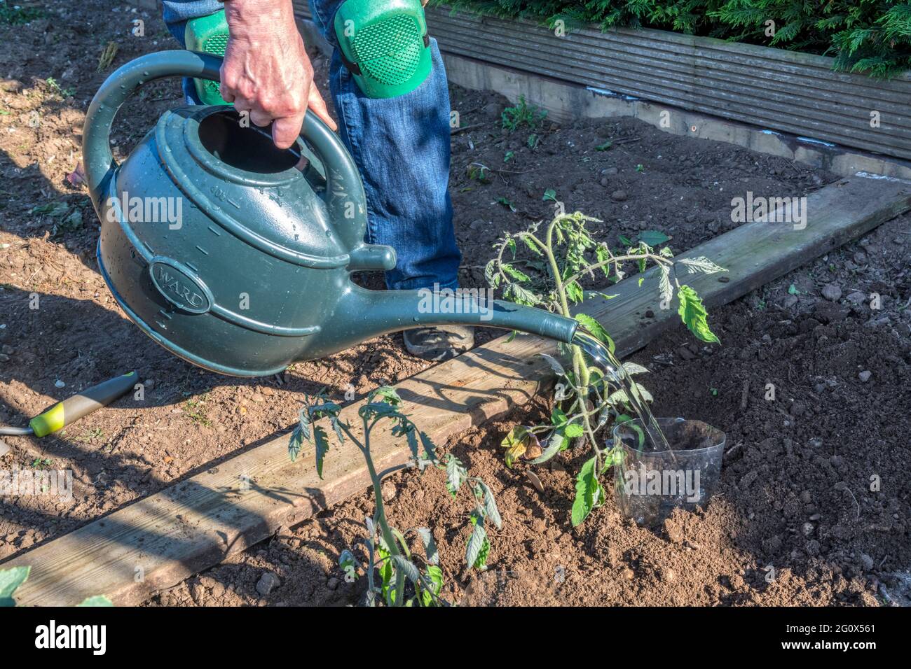 Donna che dirige l'acqua in bottiglia di plastica affondata accanto alle piante di pomodoro appena piantate, per consentire l'irrigazione direttamente intorno alle radici. Foto Stock