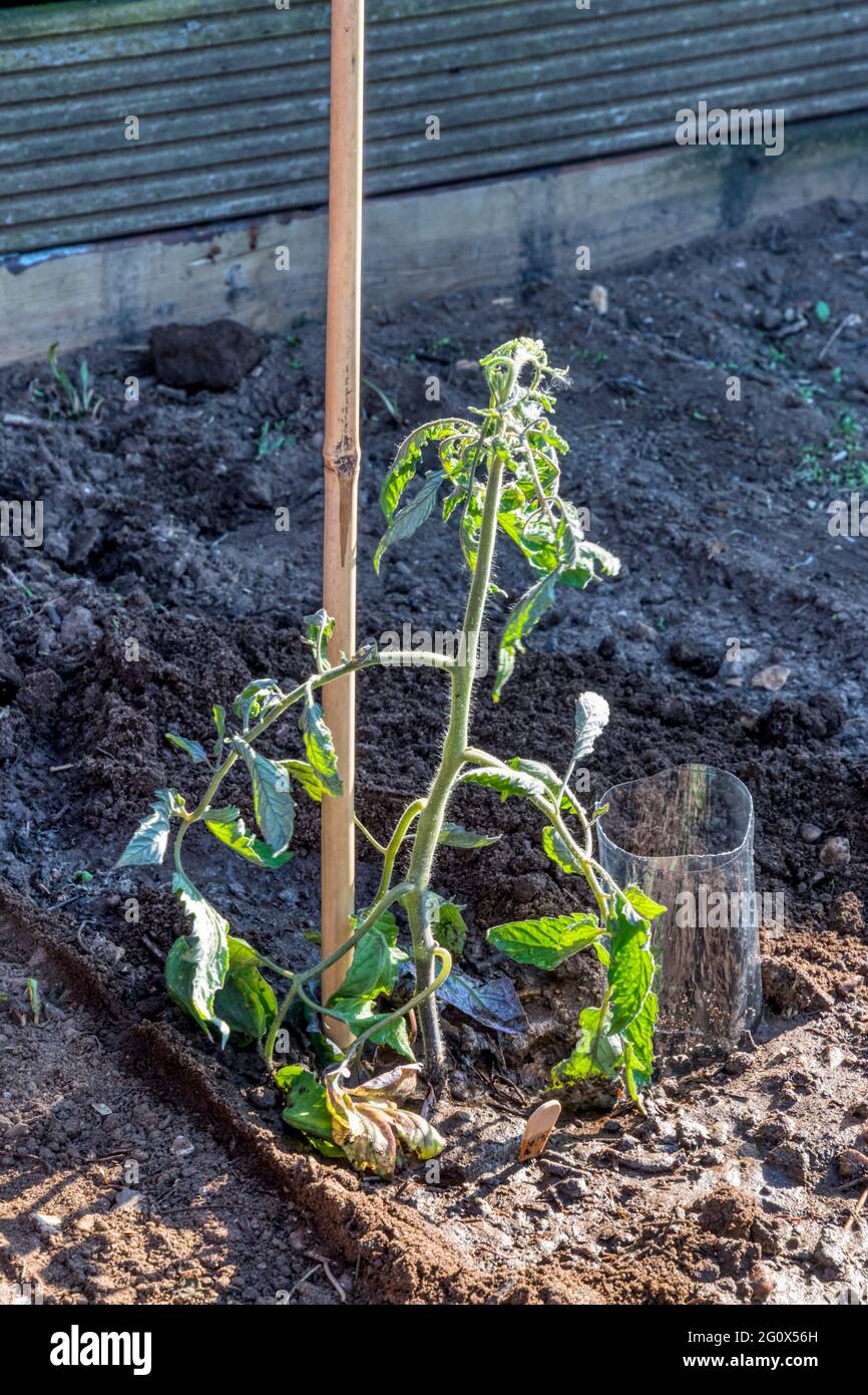 Bottiglia di plastica affondata accanto a piante di pomodoro appena piantate, per consentire l'annaffiatura direttamente intorno alle radici. Foto Stock