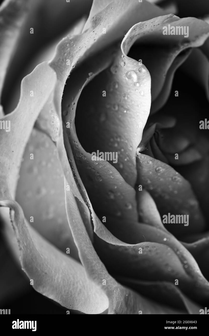 Rosa rosa con gocce di rugiada Foto Stock