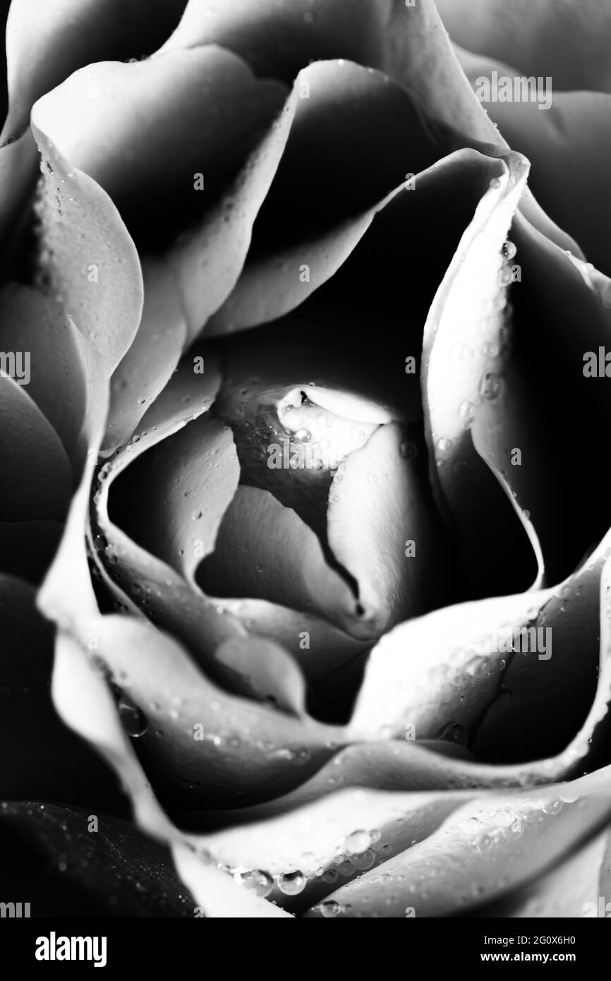 Rosa rosa con gocce di rugiada Foto Stock