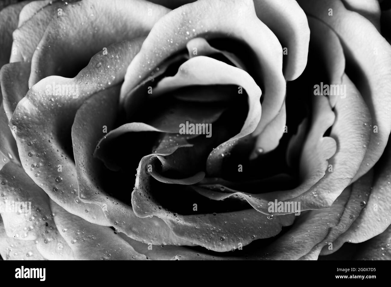 Rosa rosa con gocce di rugiada Foto Stock