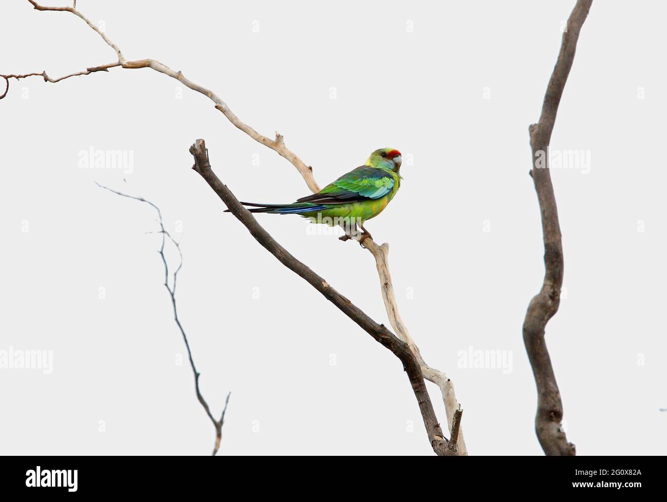 Australian Ringneck (Barnardius zonarius barnardi) arroccato in un albero morto nel Queensland meridionale, Australia Gennaio Foto Stock