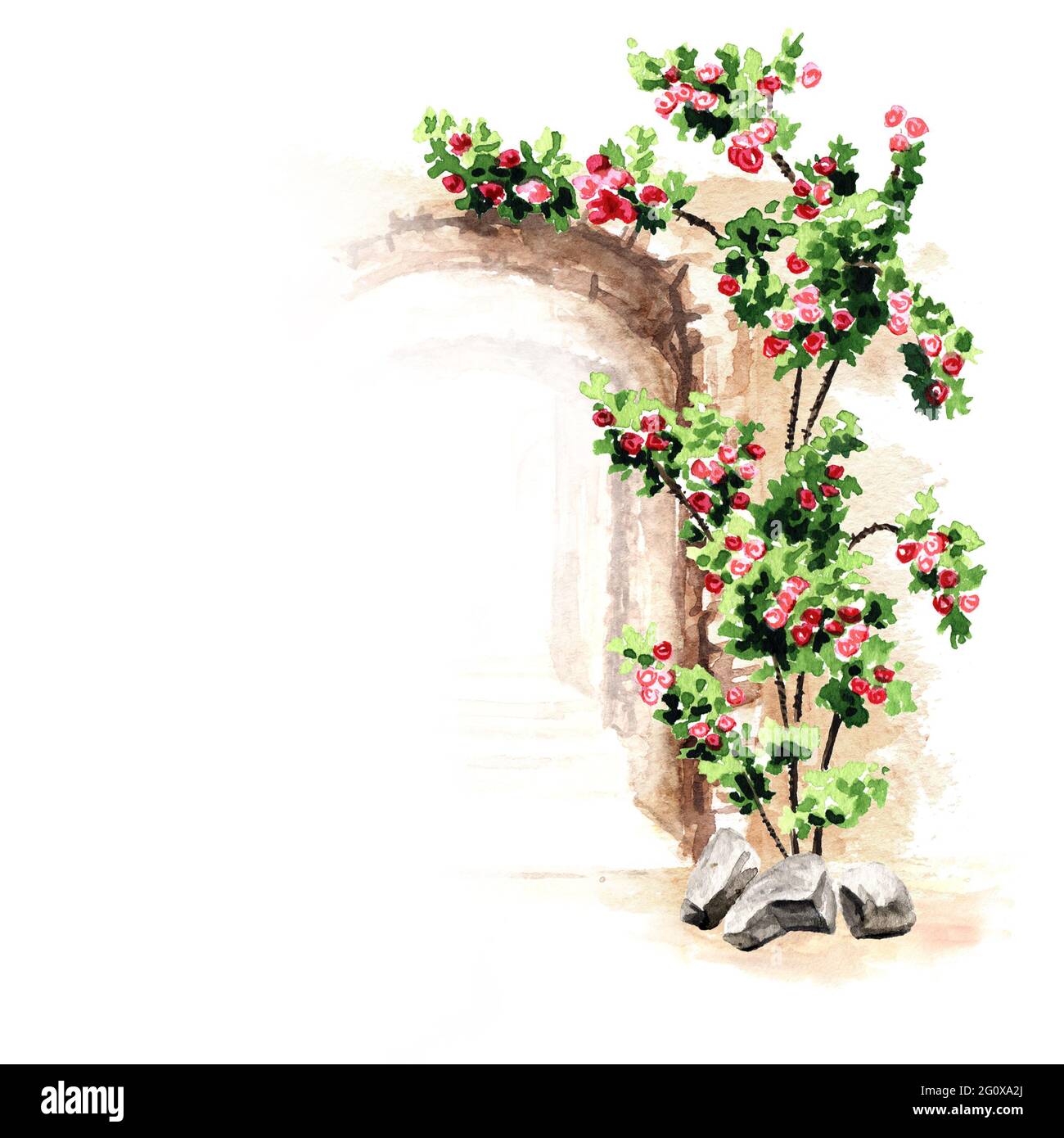 Antica architettura del Mediterraneo, fiori di rose rampicanti.  Illustrazione di acquerello disegnata a mano isolata su sfondo bianco Foto  stock - Alamy