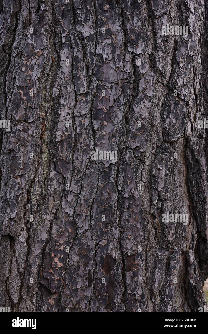 Corteccia di un pino scozzese. Foto Stock