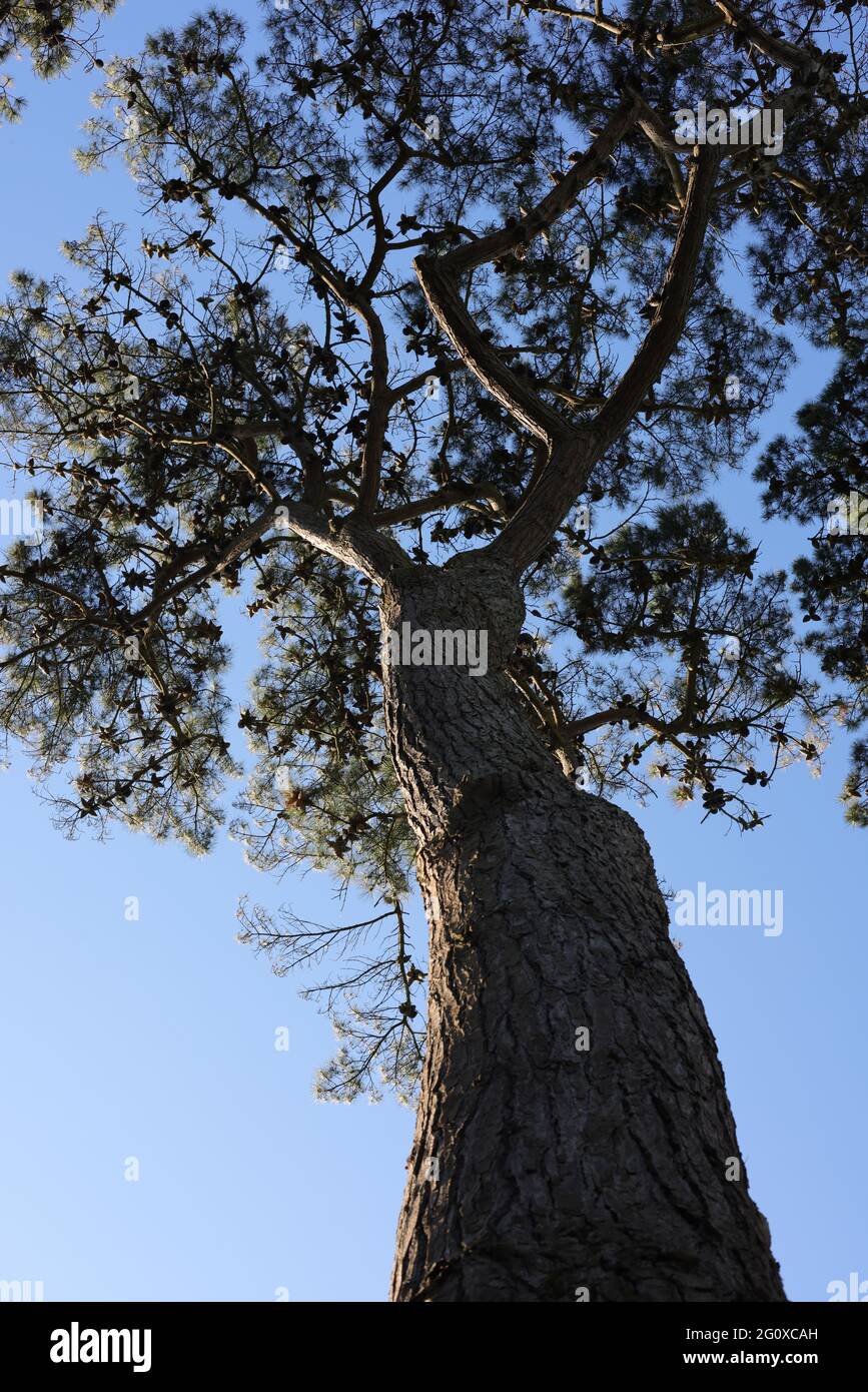 Guarda verso l'alto di un pino scozzese. Foto Stock