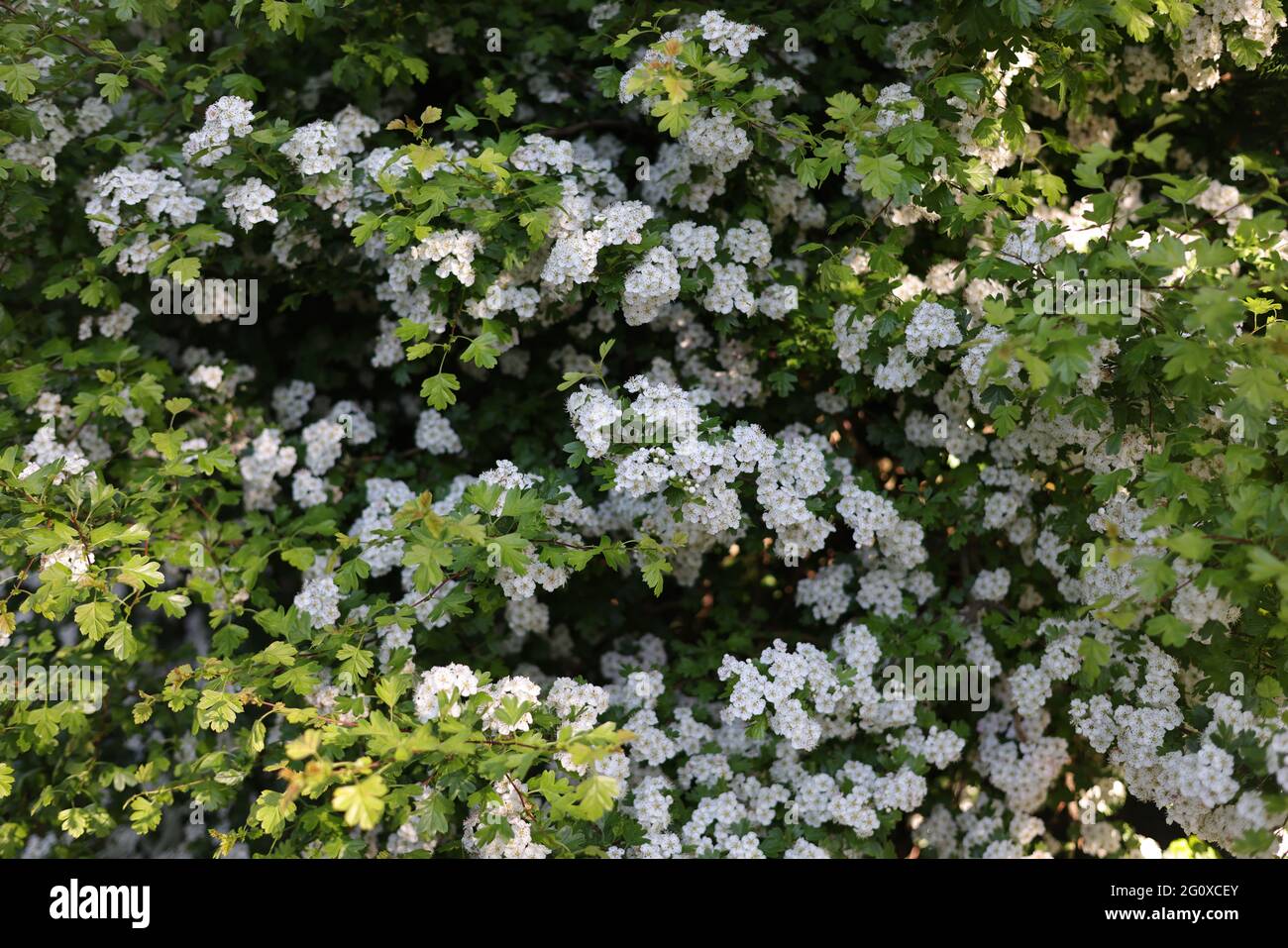 Primo piano di fiori di biancospino. Foto Stock