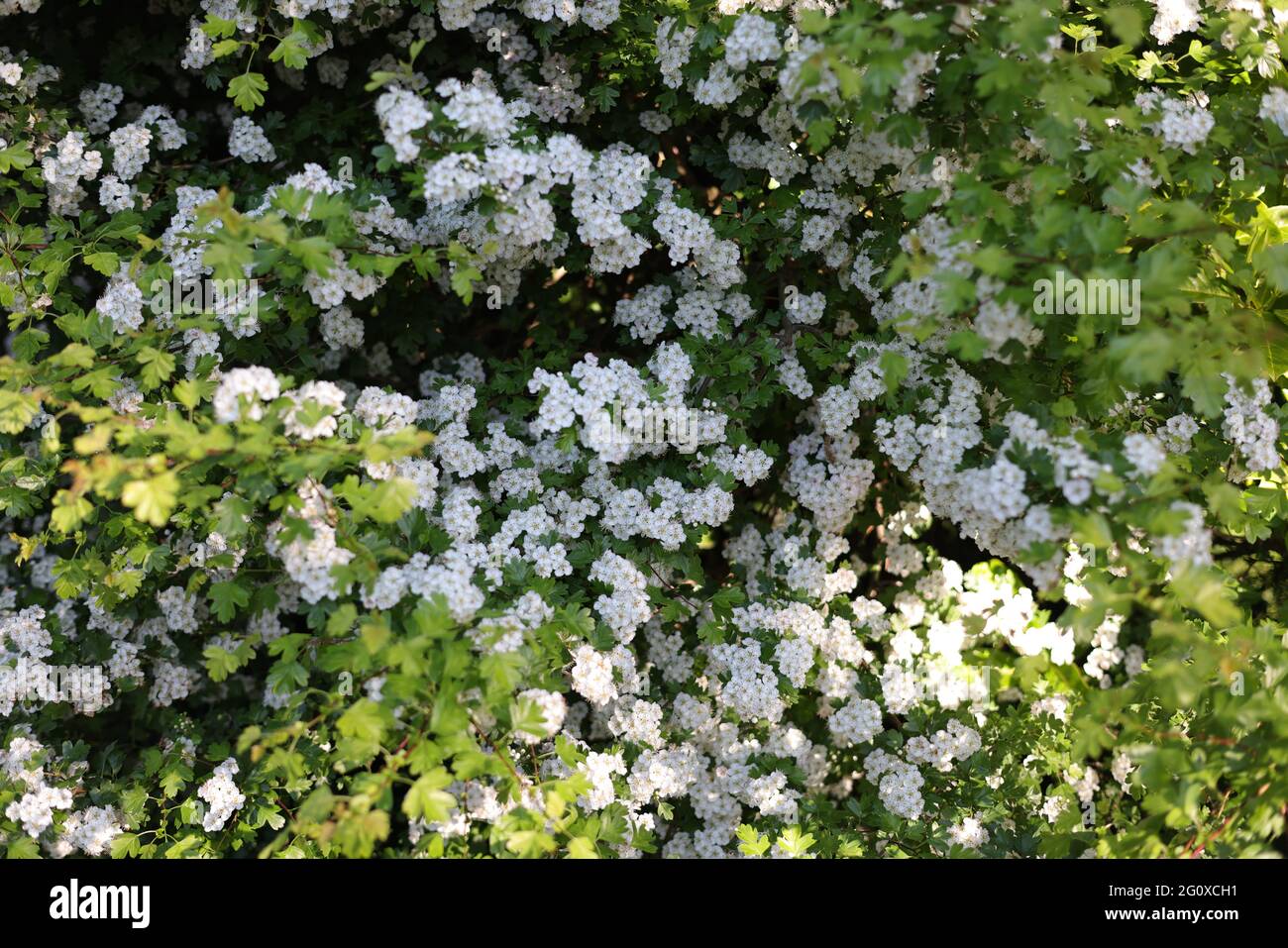 Primo piano di fiori di biancospino. Foto Stock