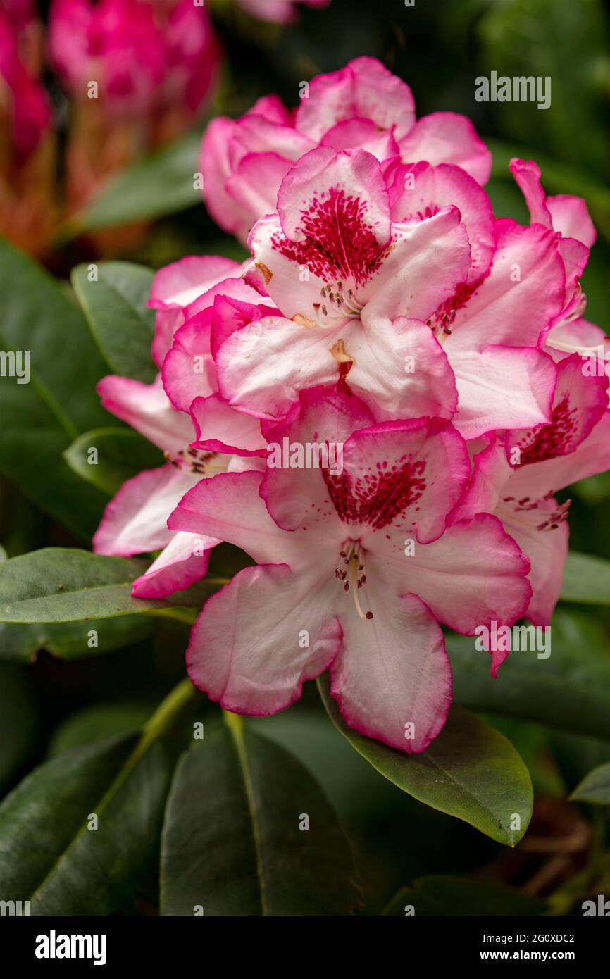 Rhododendron Hachmann's Charmant fiori e fogliame, naturale ritratto di fiori Foto Stock