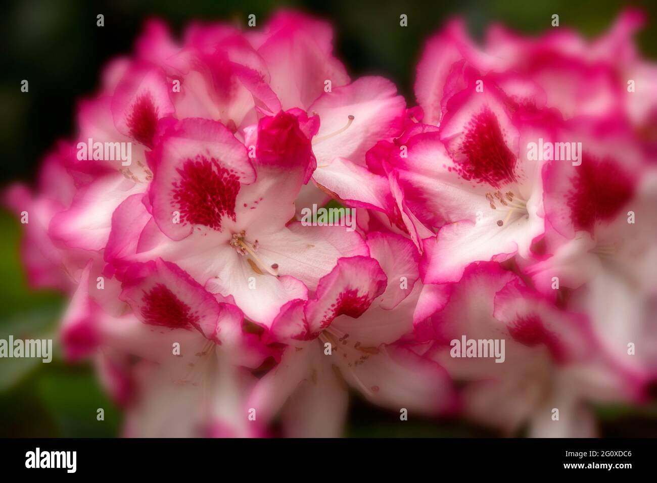 Rhododendron Hachmann's Charmant fiori e fogliame, naturale ritratto di fiori Foto Stock