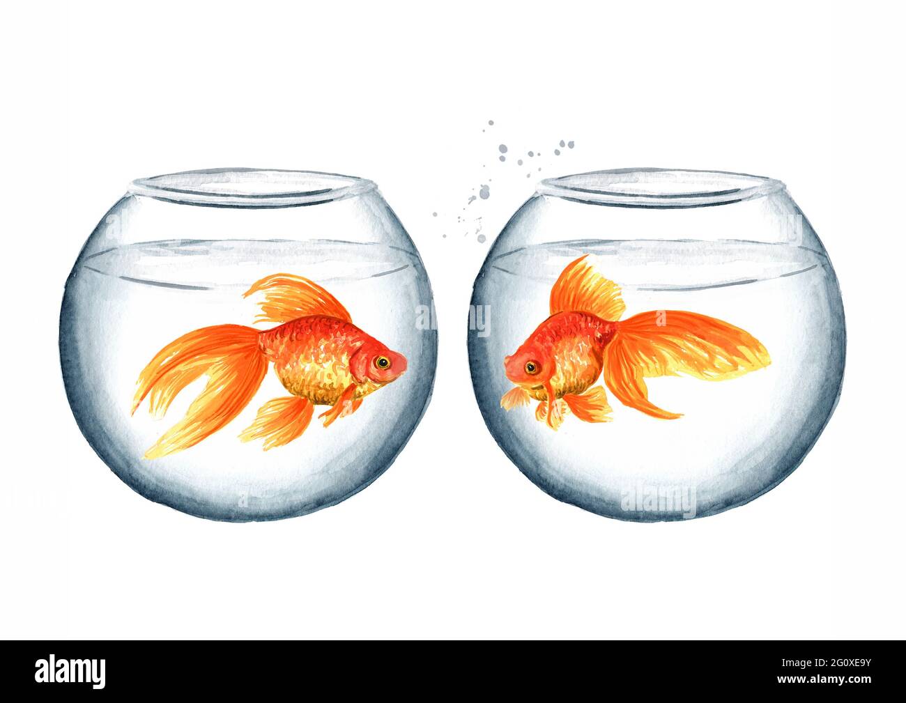 Acquario rotondo in due vetri con pesci rossi. Immagine disegnata a mano  con acquerello isolata su sfondo bianco Foto stock - Alamy