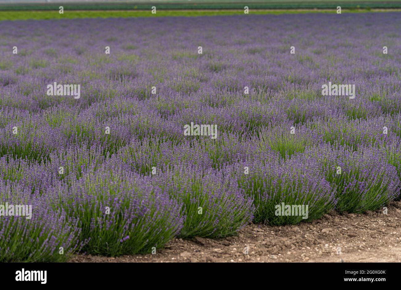 Lompoc, CA, USA - 26 maggio 2021: Tappeto di piante di fiori di lavanda viola in grande campo. Marrone sporco sulla parte anteriore. I fiori svaniscono verso la parte posteriore. Foto Stock