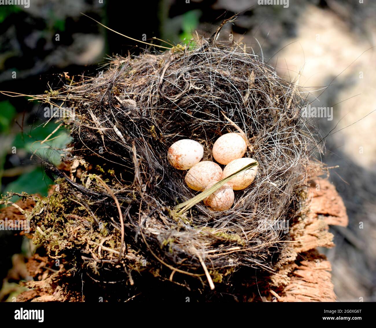 Splendido Nido d'uccello con uovo Foto Stock