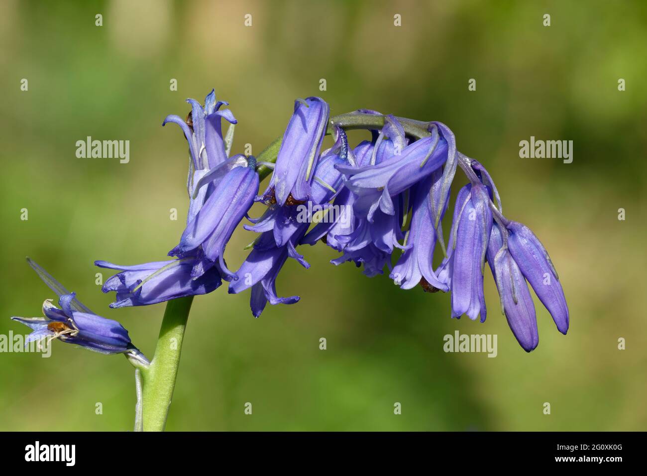Bluebell - Hyacinthoides non-scriptus, singolo picco di fiore su sfondo diffuso con coleotteri pollenti Foto Stock