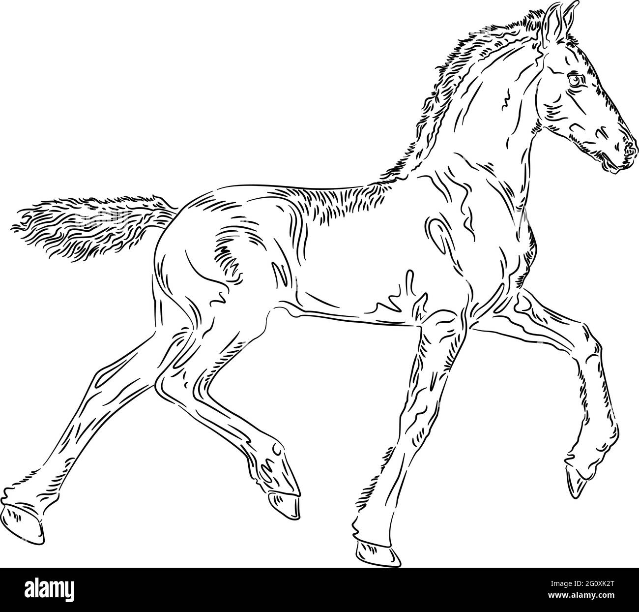 Horse foal design su sfondo bianco, illustrazione vettoriale Illustrazione Vettoriale