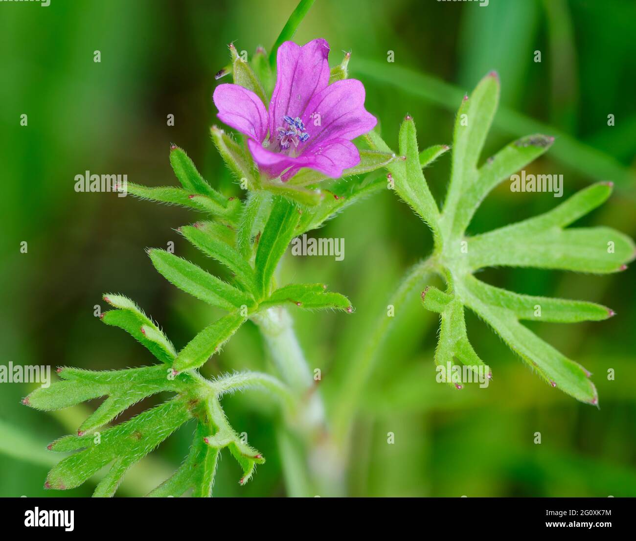 Crane-becco cut-leaved - Geranium dissectum, Flower & Leaf Foto Stock