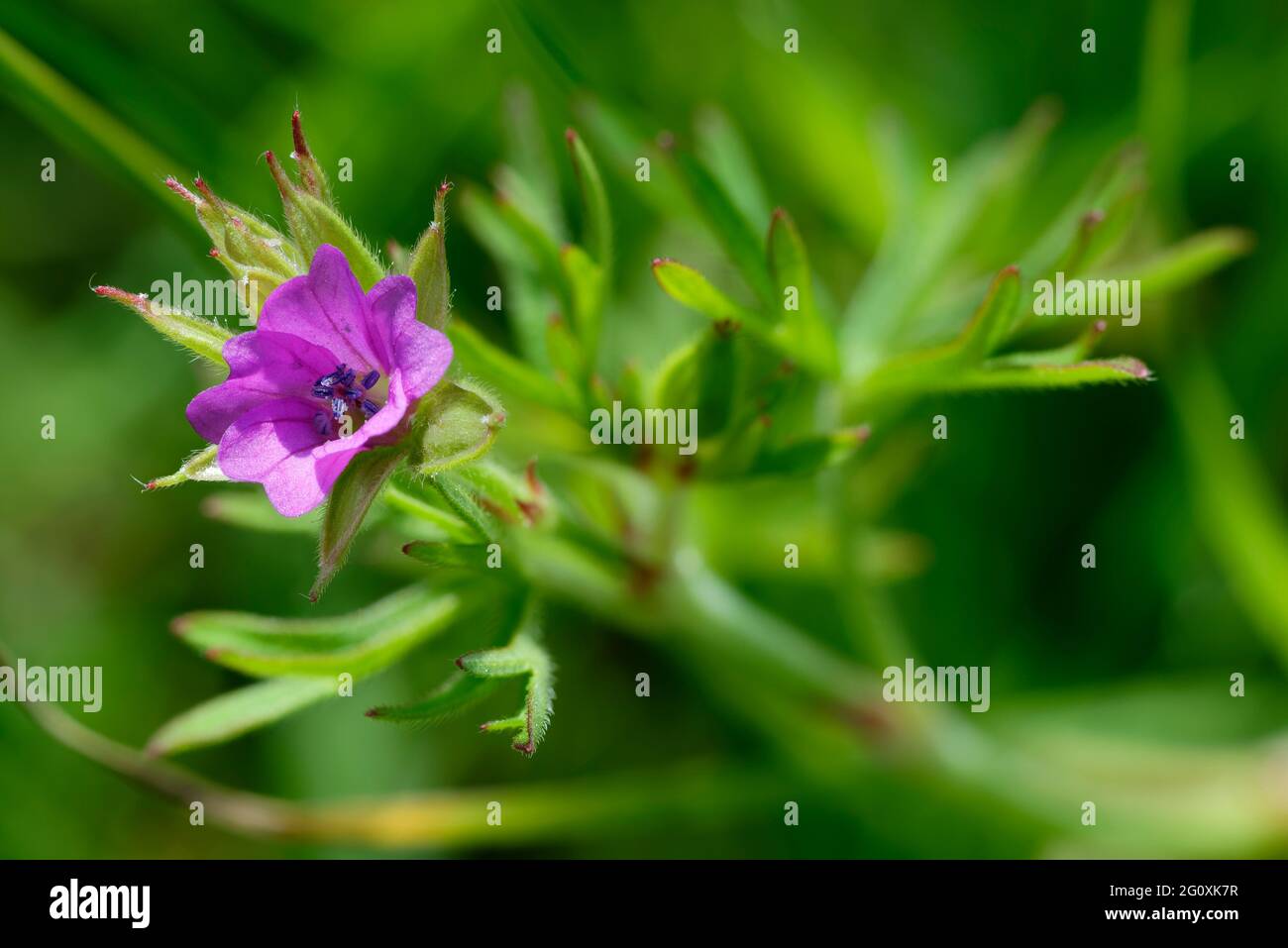 Crane-becco cut-leaved - Geranium dissectum, Flower & Leaf Foto Stock