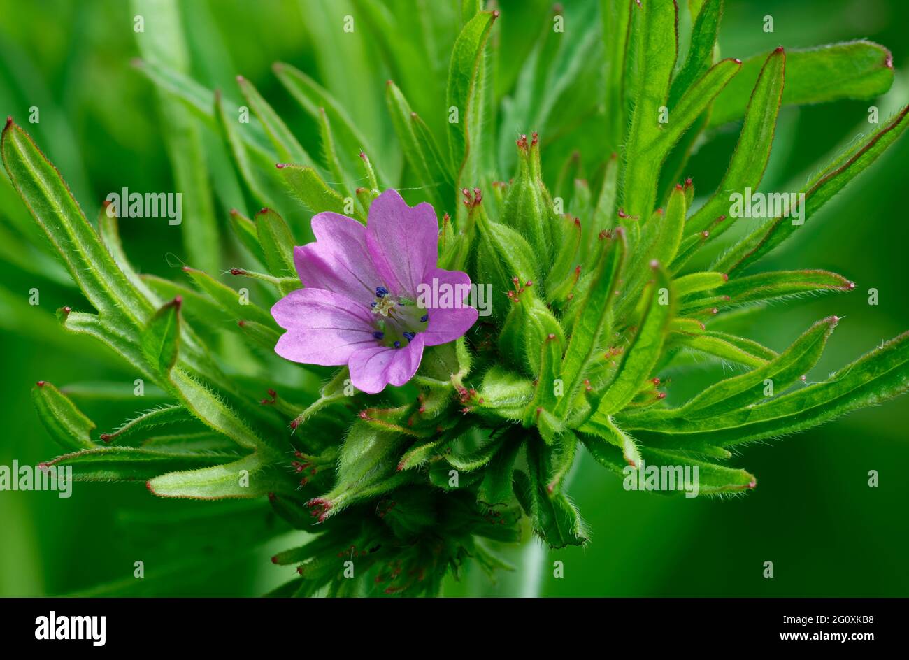 Crane-Bill cut-leaved - Geranium dissectum, flower, boccioli & foglie Foto Stock