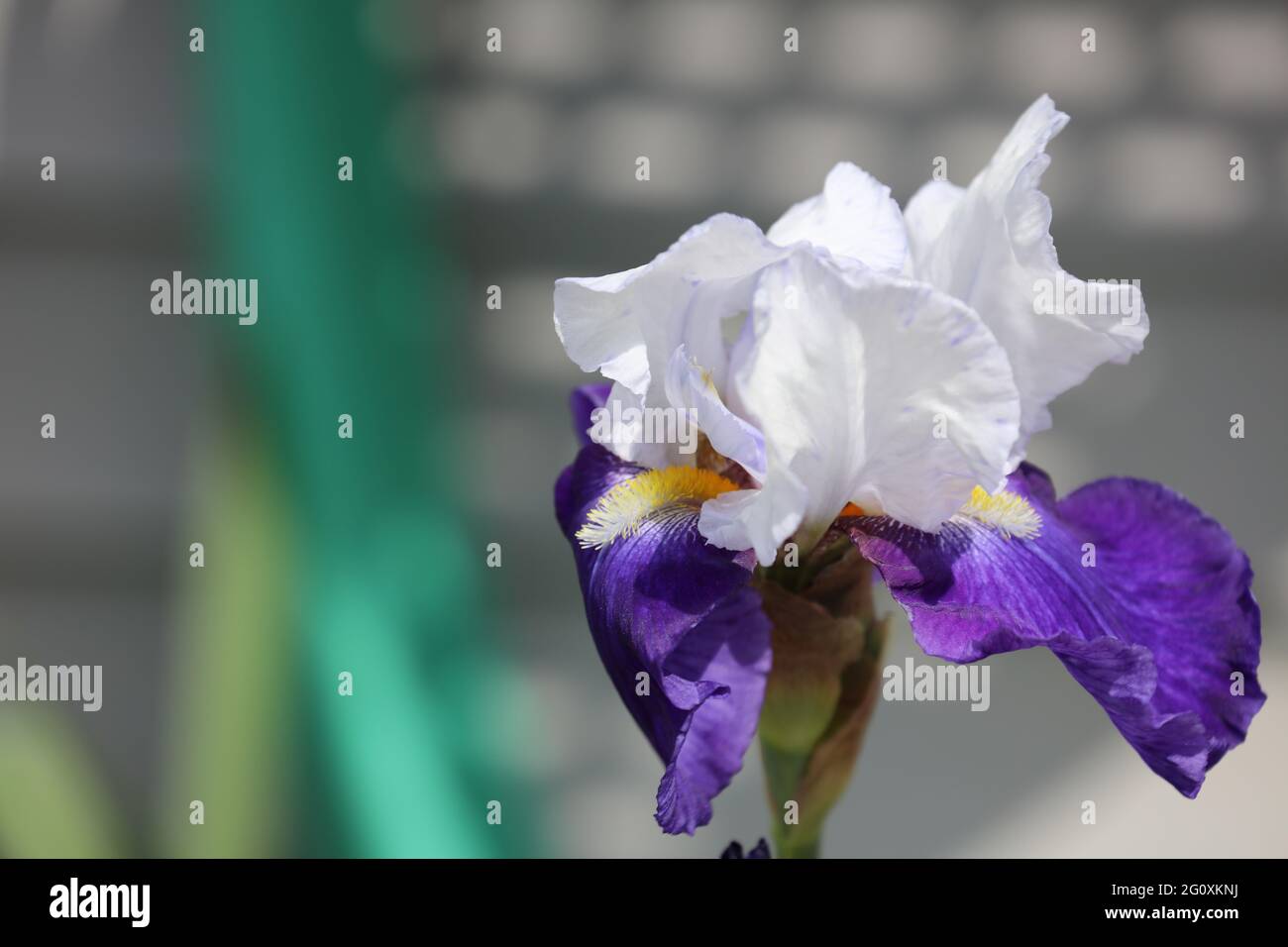 Primo piano di un viola e bianco Tillamook Bay Iris fiorire in primavera Foto Stock