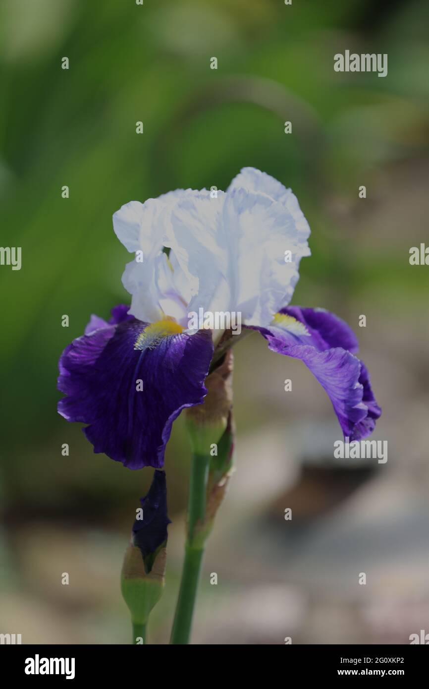 Primo piano di un viola e bianco Tillamook Bay Iris fiorire in primavera Foto Stock