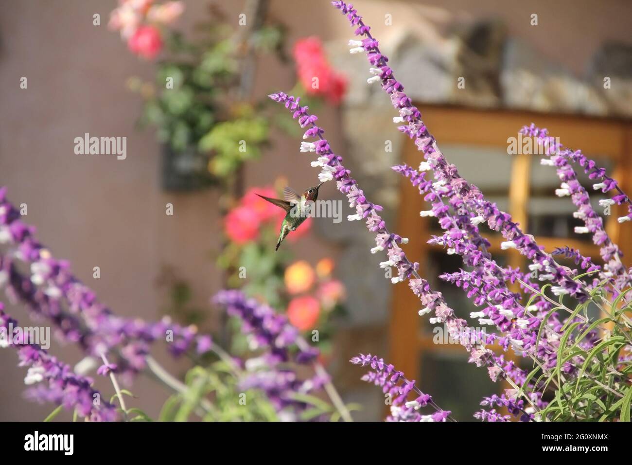 Il pollinatore di humingbird che si nuocia a una fioritura lavanda cespuglio perenne pianta di fiori durante una giornata estiva di sole Foto Stock