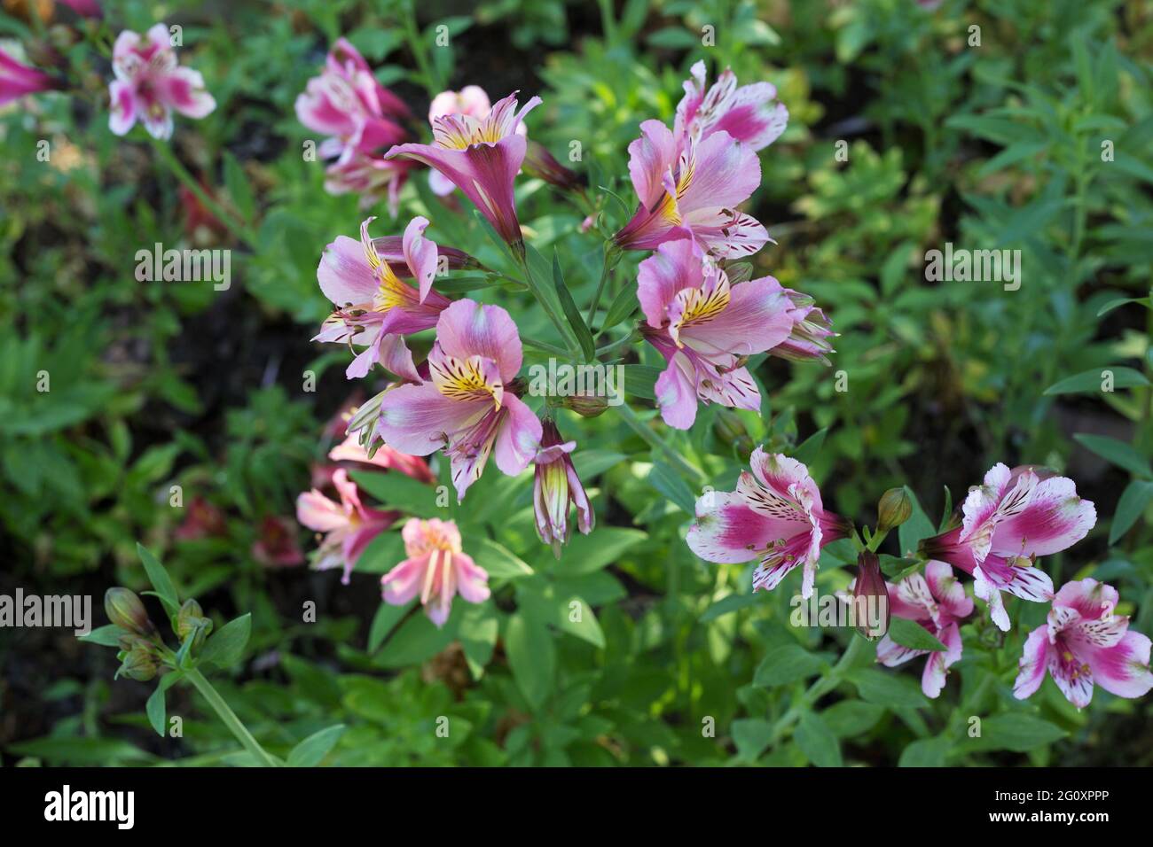 Fiori di Alstroemeria. Foto Stock