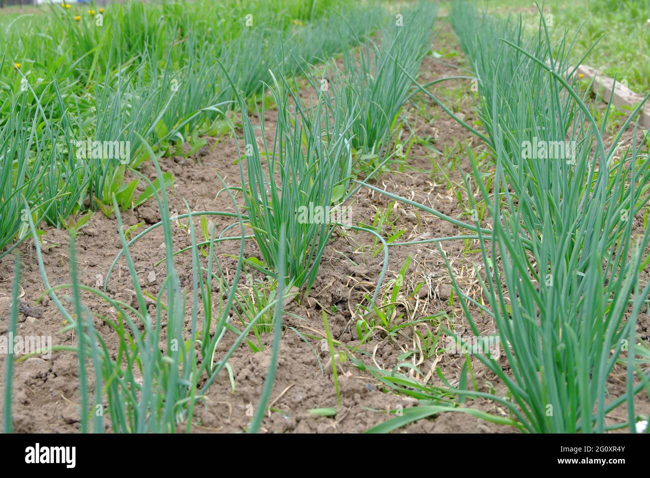Letti lisci di cipolle verdi giovani sulla trama del villaggio. L'inizio della stagione estiva. Messa a fuoco selettiva. Foto Stock