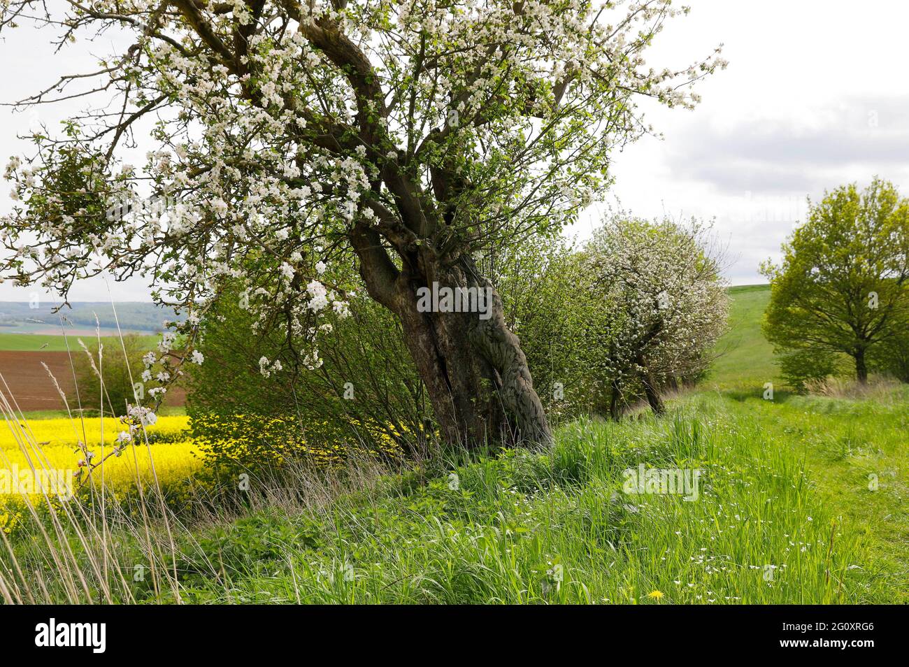 Arte della natura: Fotografare l'albero di mela e bodypainting con il modello Darky in un campo di stupro a Dehmke il 30 maggio 2021 - artista di bodypainting: Joerg Duesterwald Foto Stock