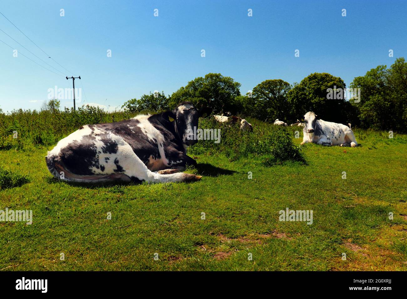 mucche riposano nell'erba Foto Stock