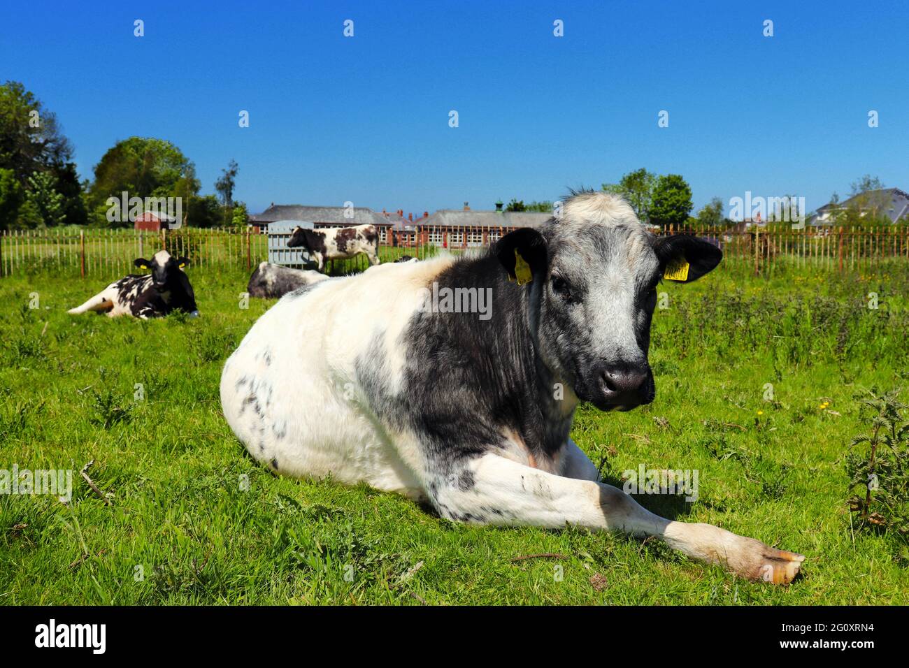 mucche in un campo Foto Stock