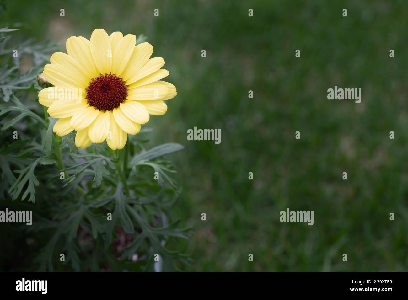 Fiori gialli a margherita con sfondo verde scuro e gocce di rugiada sui petali con spazio di copia Foto Stock