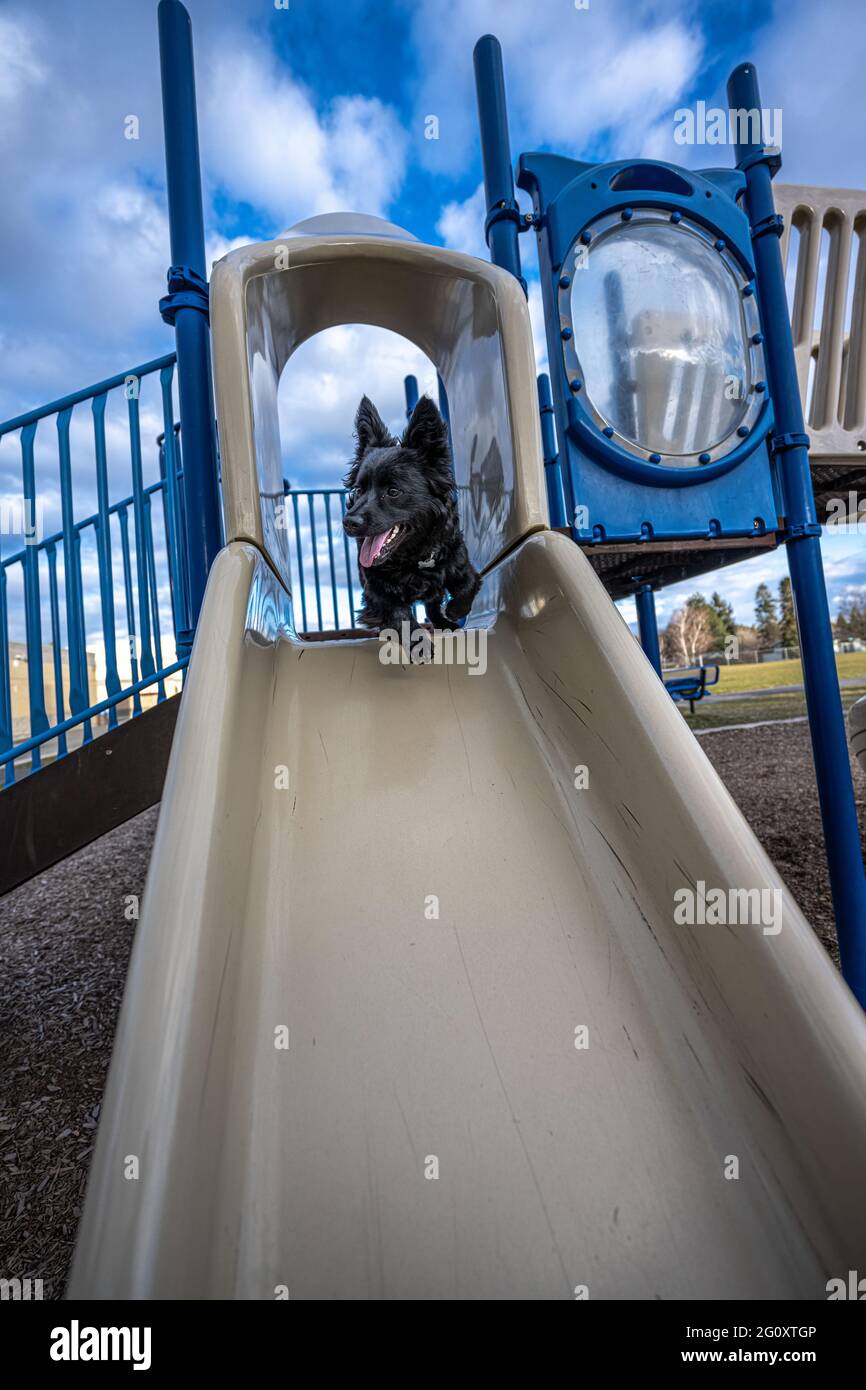 Giocare a Dog su un Playground Slide Foto Stock