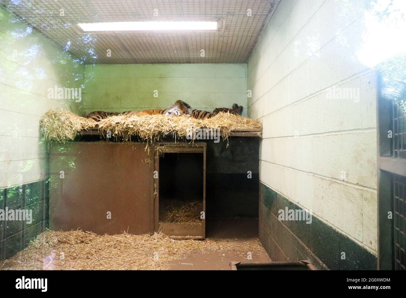 Tigri di Sumatran in cattività Foto Stock