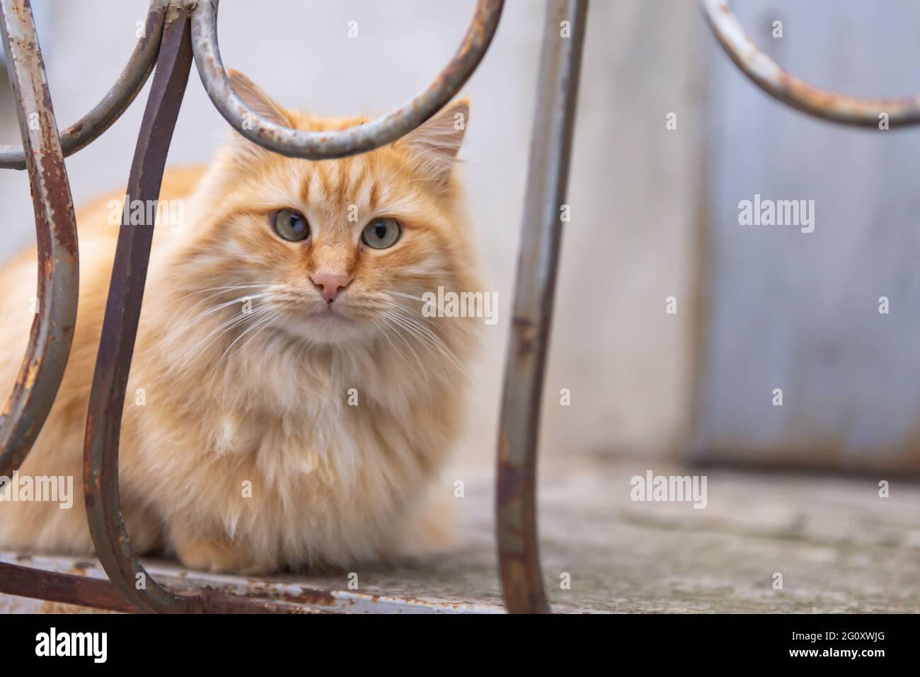Squints rossi del gatto. Un gatto un po' pazzo è seduto sui gradini. Foto Stock