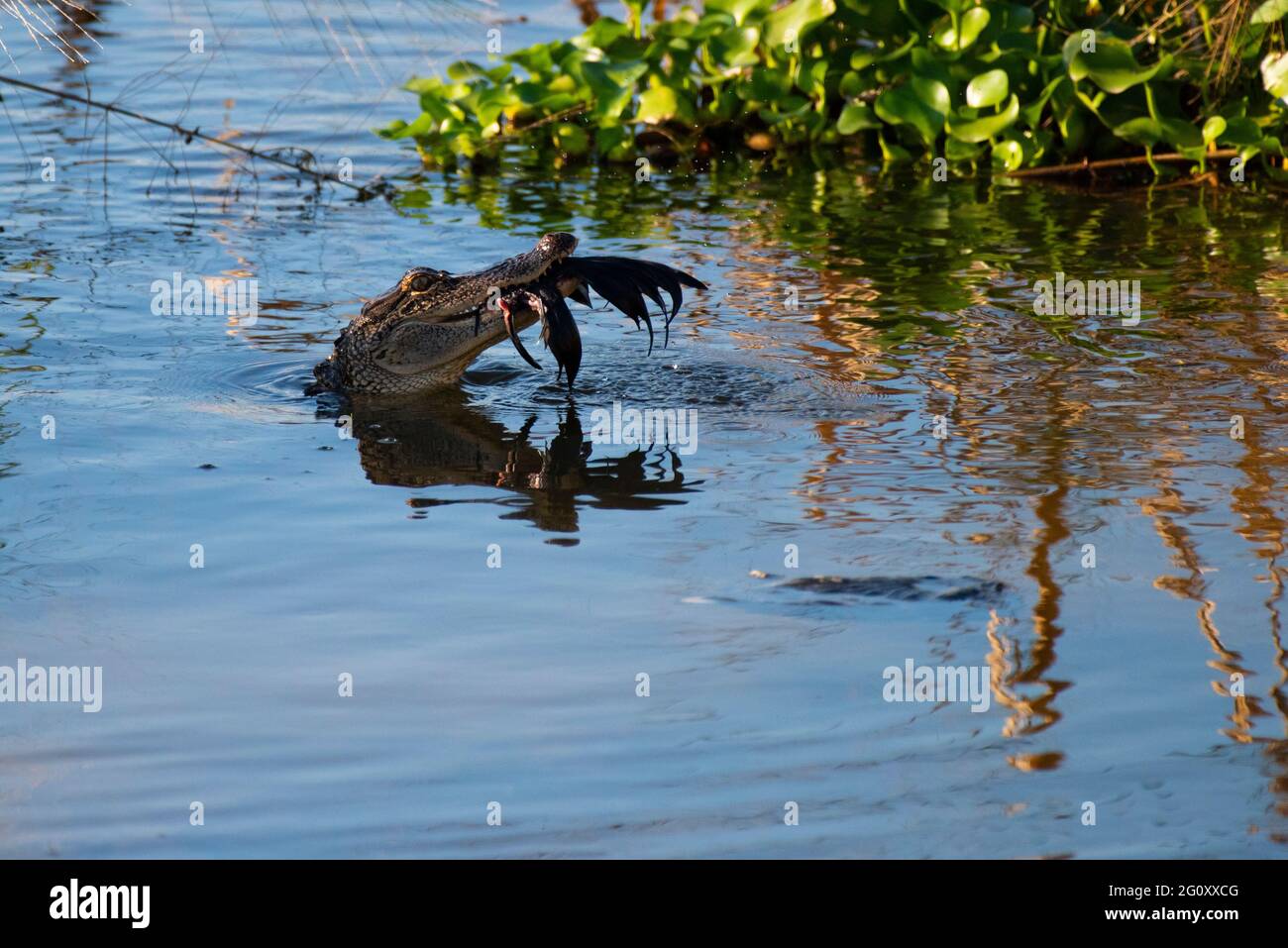 Un alligatore giovanile inghiottisce un uccello sfortunato nella paludosa del Meaher state Park in Alabama, USA, il 26 ottobre 2020. Foto Stock