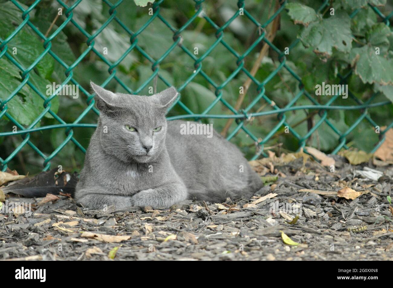 Gatto grigio grande con occhi gialli che giacciono accanto al recinto di filo Foto Stock