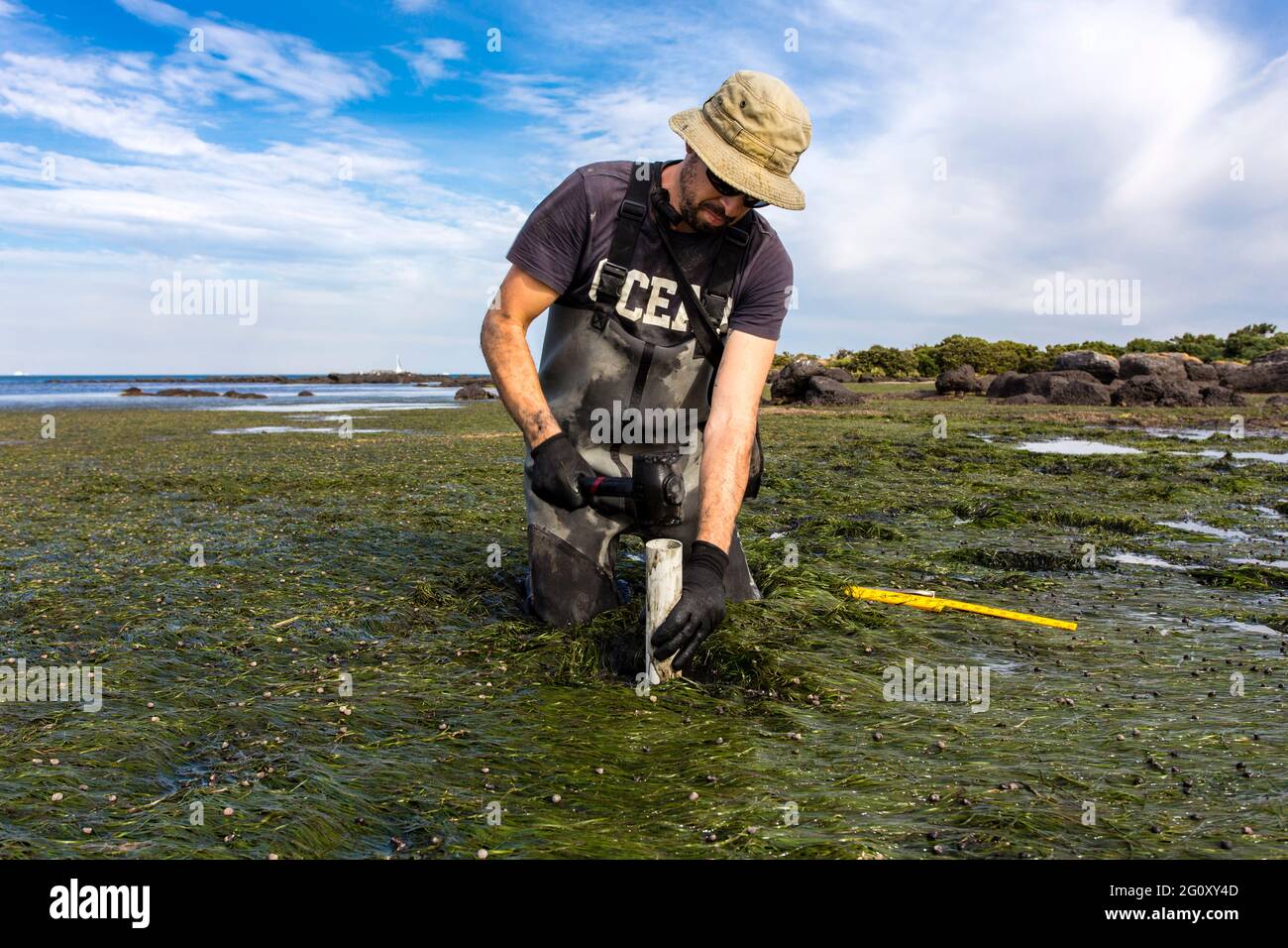 Lo scienziato che raccoglie un nucleo di sedimento per valutare i tassi di sequestro di carbonio nel sedimento di un letto di gesso maremale. Foto Stock