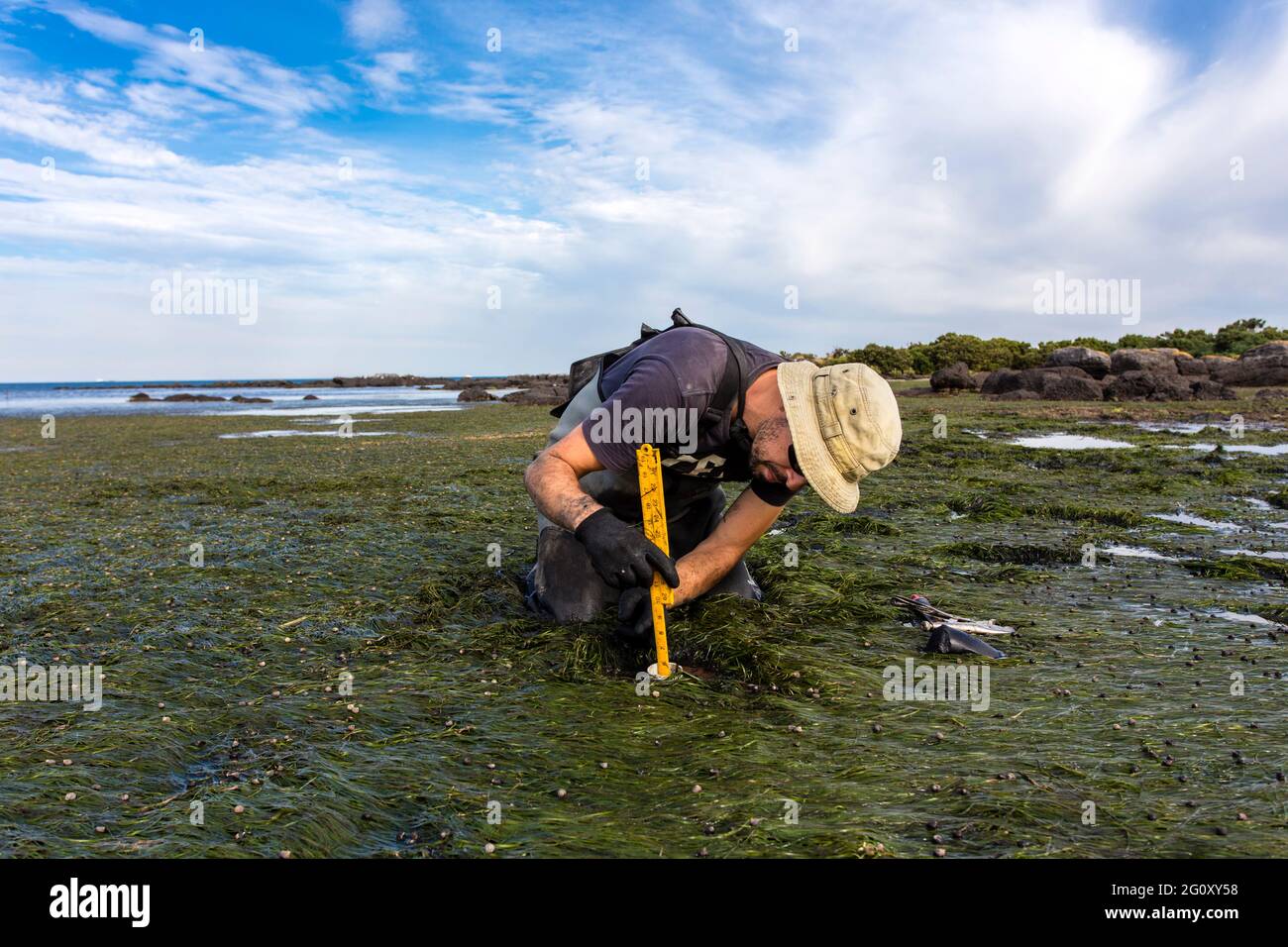 Lo scienziato che raccoglie un nucleo di sedimento per valutare i tassi di sequestro di carbonio nel sedimento di un letto di gesso maremale. Foto Stock