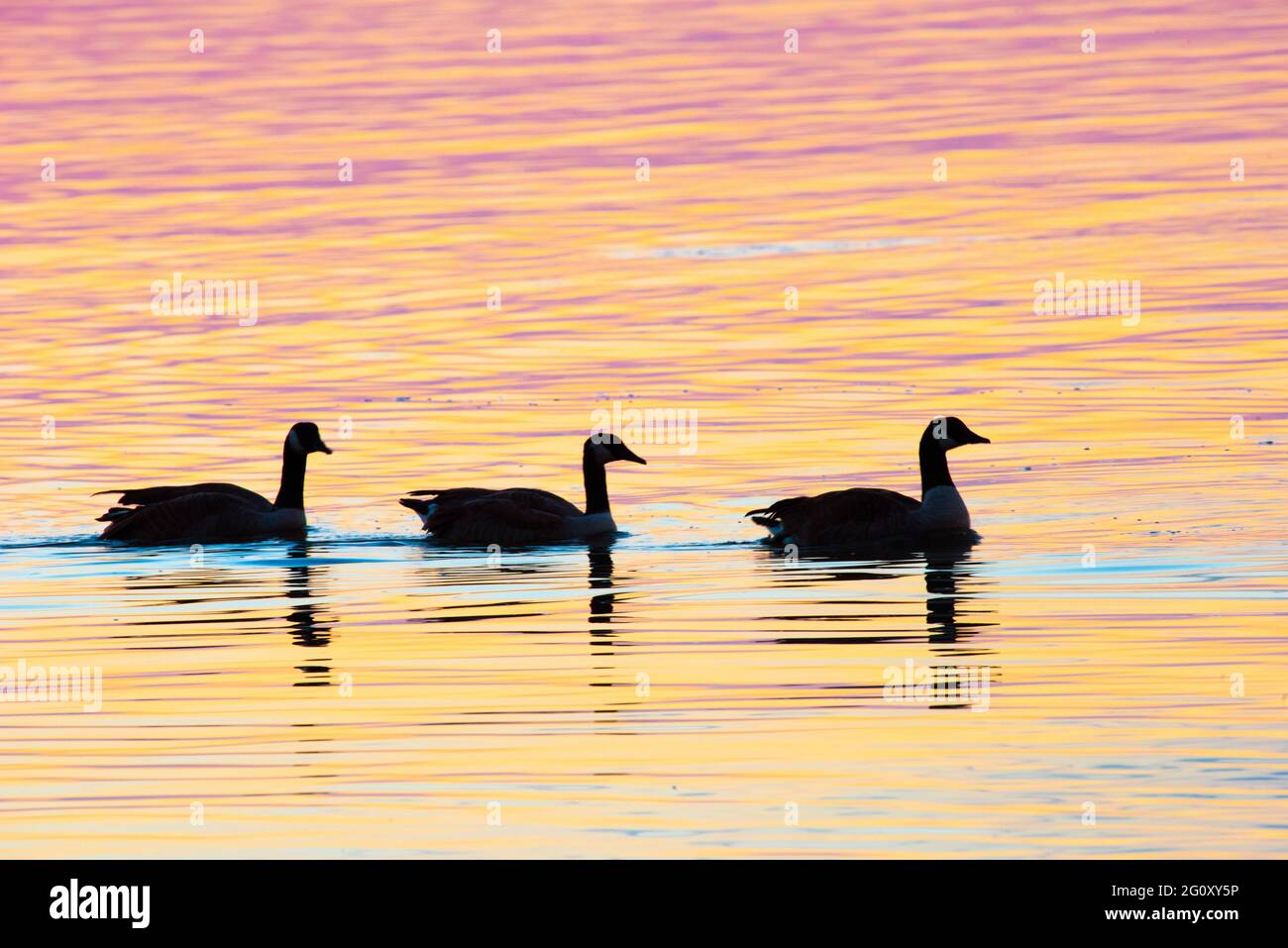 Una linea di anatre nuotano attraverso l'acqua ancora colorata dal sole che tramonta in un'immagine scattata sulla Mobile Bay a Fairhope, al, USA, il 31 ottobre 2020. Spazio per Foto Stock